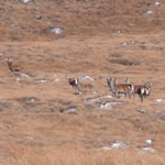 Wild deer on Beinn Ghoblach